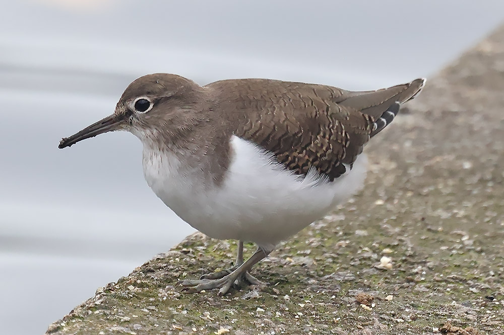 Common sandpiper
